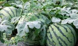 最新吃瓜入口免费,免费入口，精彩不容错过！